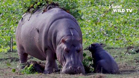 Hippo mother and calf
