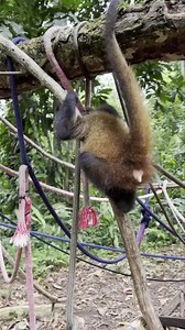 Tyrion the baby spider monkey (Ateles geoffroyi) continues to grow non-stop every day.🥹 He spends his days on a playground in the forest with his surrogate mom who takes care of him while he is outside. ✨Fun Fact about spider monkeys: Sounds produced by a spider monkey include barks, whinnies, squeals, squeaks, and screams. Barks are typically alarm calls. Whinnies and screams can be used as distress calls, and they are also made at dawn and dusk. Check or stories to hear the perfect example of