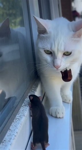 Cat vs Small Mouse 😼➡️🐭 Big Mouse Exchange FAIL! 😂 #shorts #mouse #cat #funny #viral