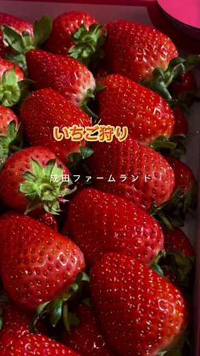 #成田市 #成田ファームランド #いちご狩り #お蕎麦 平日も🍓いちご狩りの お客さんが凄い多い🍓 #いちご