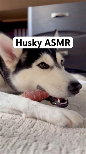 Satisfying Husky ASMR 🐺 Dog crunching bone.