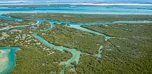 Mangrove forests can rebound thanks to climate change – it’s an opportunity we must take