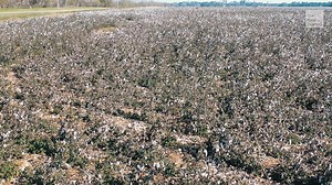 487K views · 1.2K reactions | "We went from the best crop we ever had to the worst in 6 hours." | The Weather Channel | Facebook