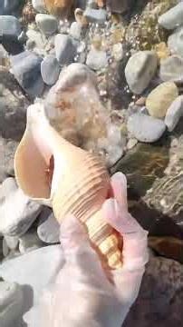 Wow! Discover the Hidden Pearl of Freshwater Mussels