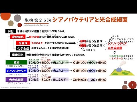 【高校生物】第26講「シアノバクテリアと光合成細菌」