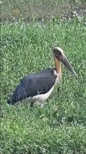 Lesser Adjutant #threatenedspecies #waterbird #nature #wildlife #shorts