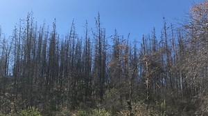 Dry, unmanaged woodland can fuel wildfires. This map shows where it is and who owns it