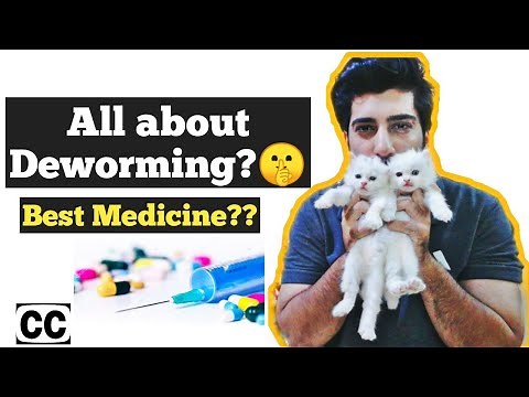 Cat deworming | How to deworm Cats and kittens | Symptoms of Cat worms | Cat deworming is necessary