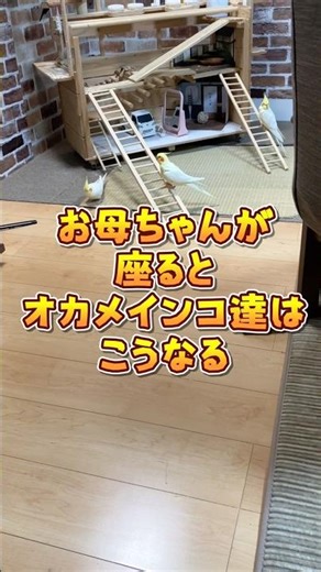 【爆速】座れば秒で大集結ｗ珍客「はち」のせいで一番乗りのななが… #オカメインコ