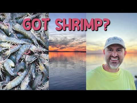 🦐 🔥Trip #4 Bait Shrimping 2023 - Charleston SC #fish #shorts #fishing #charleston #short #shrimp