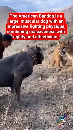 The American Bandog: the fighting dog of the New World #dog #dogs #animals #dogshorts #nature