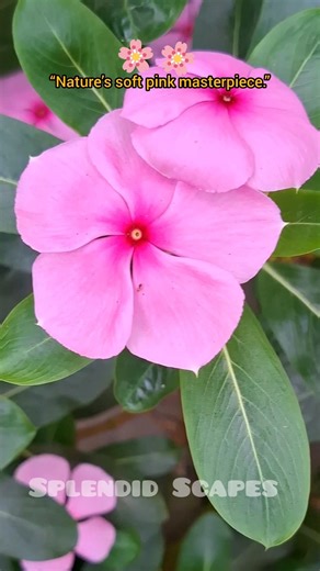 A beautiful pink periwinkle flower blooming quietly in the garden 🌸🌿shorts || Splendid Scapes🌿