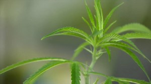 THC lingers long after its effects are gone