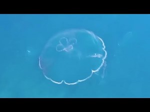 Moon Jellyfish Swimming at Alligator Reef (Florida Keys)