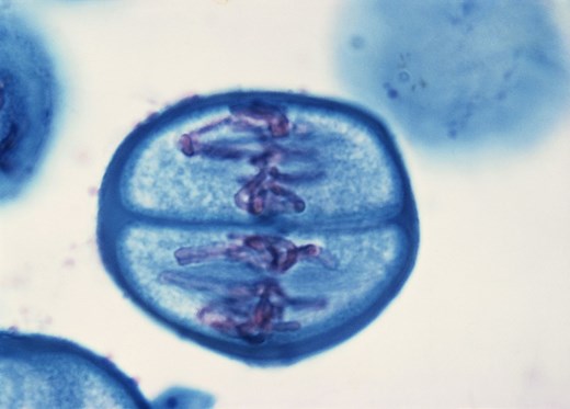 Meiosis | Definition, Process, Stages, & Diagram | Britannica