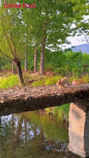 75K views · 425 reactions | A cute bunny and a duckling go for a #summer stroll together. The best part? The duck dives right into the pond, leaving the bunny in awe! #EcoCivilization #EcoFuture #Nature | China Plus Culture | Facebook