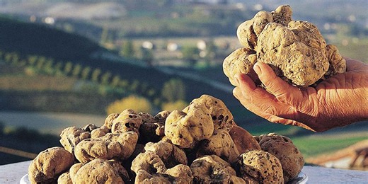 Trufa blanca, el diamante de la gastronomía que está de plena temporada
