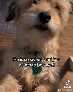 38K views · 2.5K reactions | Winston is a 7.7 lb, 7 year old...