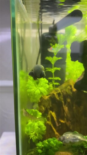Safe travels lil guy #shrimptank #snail #applesnail #aquascape #aquarium