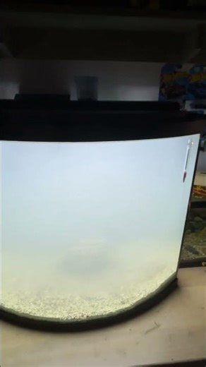 Cycling a new tank thanks to fluvals amazing filtersfilters#fluval#aquarium #freshwater