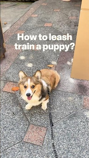 How to leash train a puppy? 🤷🏻‍♀️￼