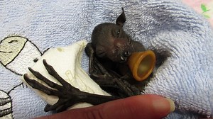 102K views · 9.5K reactions | Flying-fox orphan season didn't get off...