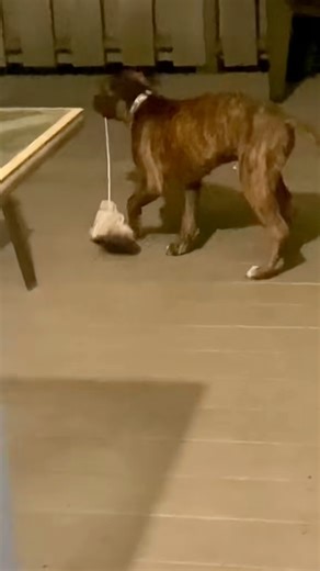 I left him for one minute.. 🤦🏻‍♀️😂🐾🖤 #puppy #PuppyLove #funnyvideos #cute #lovehim | Jessica Marcone