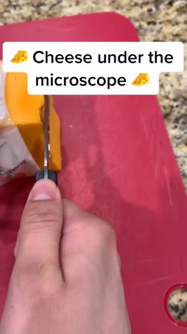 Cheese Under the Microscope Will Blow Your Mind!