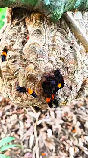 2.8K views · 37 reactions | The fight to keep the nest of the aggressive wasps | Phitha Vidi | Facebook