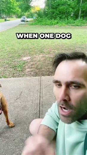 Understanding Dog Grief and How to Help Them Heal | TikTok