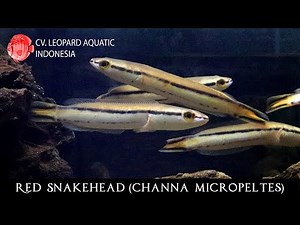Channa micropeltes. The GIANT RED SNAKEHEAD. (Leopard Aquatic G035F)