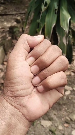 The Praying Mantis Walks Slowly but Surely