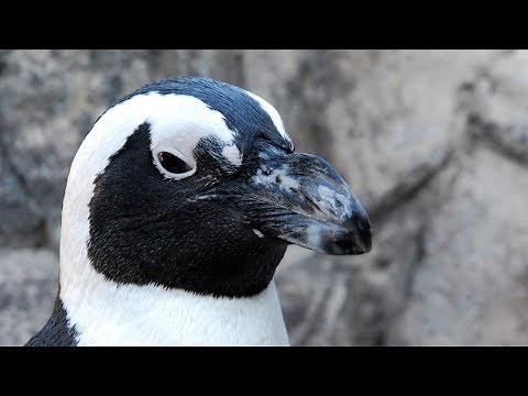Five Facts About African Penguins You May Not Know!