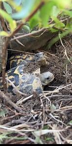279K views · 4.8K reactions | Little Tortoises Escape Summer Heat! 掠...