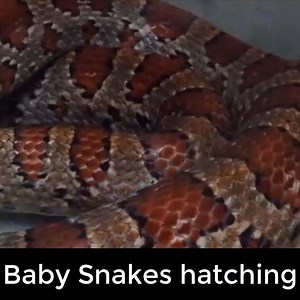 17K views · 132 reactions | Corn snakes - from laying eggs to hatching | Wild Animal World | Facebook