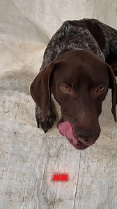 Meet Felix, a 3-year-old German Shorthaired Pointer (GSP) that is smaller-sized! ❤️ He's been through a lot, but his spirit shines bright. Felix was adopted from the shelter only to be returned when the family couldn't manage him. But that didn't stop this resilient pup from finding his forever home. 🐾 Want to know more about Felix's incredible journey? Visit our website to read his full story. https://www.gsp-rescue.org/gspr-news/felix-stray-adopted-returned-rescued And don't forget to watch h