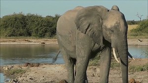 Noah's Floating Zoo (Discovery Kit-Styled Baby Noah Prequel) - Downloaded from PlayVeep.com Watch and Download movies