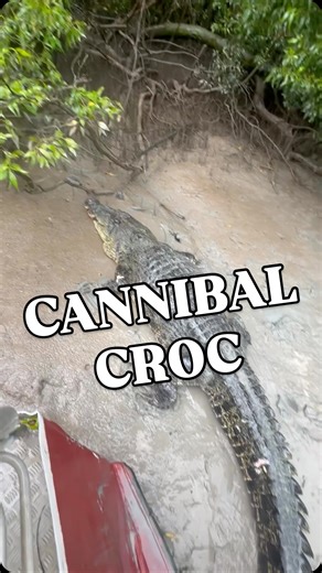 Damian 'Wildman' Duffy on Instagram: "Saltwater Crocodiles are cannibals, legends, and I’ve never seen a Saltie actively hunt smaller crocs more than Wockeye. I don’t know how many crocs he’s sent to the shadow realm and turned into nutrient rich fertiliser, but it’ll be a few that’s for sure. Wockeye takes no prisoners. 💀🐊 Saltwater Crocodile Northern Territory Australia"