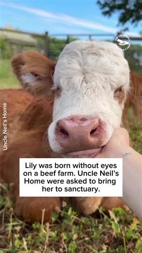 After being rescued from a beef farm, Ruby and Lily found a new life at Uncle Neil’s Home. ❤️‍🩹 Every baby deserves to grow up with their mother - but for animals raised for meat and dairy, that bond is all too rare. 💔 Choose vegan, for families like Ruby and Lily. 🙏 Credit: uncleneilshome (IG) #mother #baby #babyanimals #cows #sanctuary