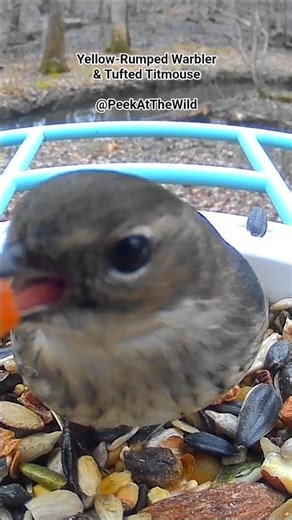 Birds In The 'Burg | Yellow-Rumped Warbler & Tufted Titmouse Stop By The Birdfy Backyard Bird Feeder