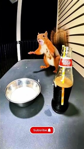 Squirrel tries soda sauce 🤢 😂 Funny video