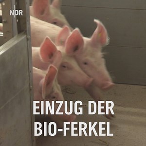 Alles bio? Familie Bühning lässt ihren Betrieb ökozertifizieren und stellt fest: Alles gar nicht so einfach! 🐖 | NDR.de