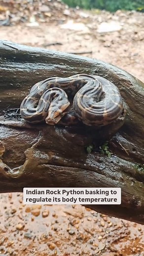 Thackeray Wildlife Foundation on Instagram: "The Indian Rock Python (Python molurus) basking in the sun to regulate its body temperature. As a cold-blooded reptile, it cannot generate its own heat, so basking is essential for staying active, hunting, and digesting food efficiently."