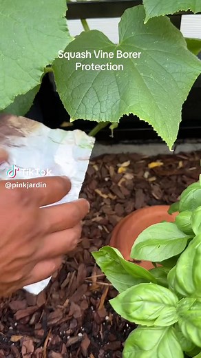 Stop Squash Vine Borers with Foil: Easy Protection Tips