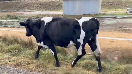 FreeHearts Animal Sanctuary on Reels