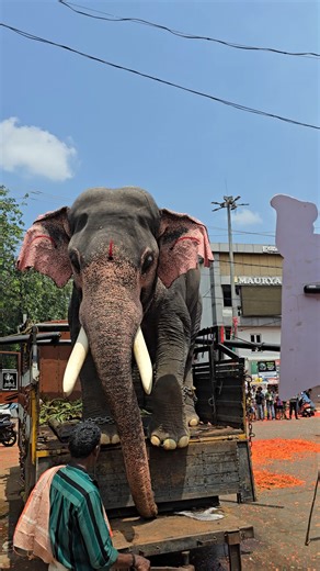 biggest Elephant kerala guruvayoor nandhan | ആനക്കാര്യം aanakkaryam