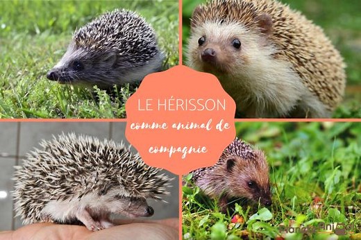 ADOPTER UN HÉRISSON DOMESTIQUE