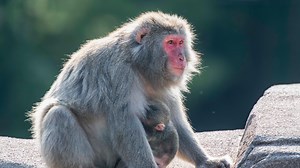 Milwaukee County Zoo announces names for baby snow monkeys