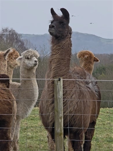 Alarm Calls of Alpacas and Llamas in Action