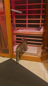 5.2K views · 111 reactions | Lyle likes the sauna And infrared just feel so right #savannahcat #savannahcatlover | David Marshall | Facebook